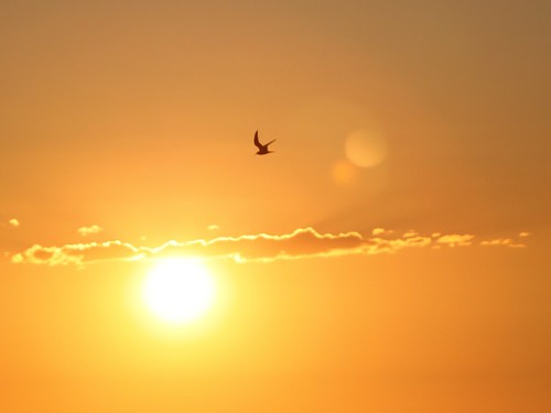 sea sun sunrise sweden seagull gull schweden baltic rise ostsee blekinge jämjö semmibeee