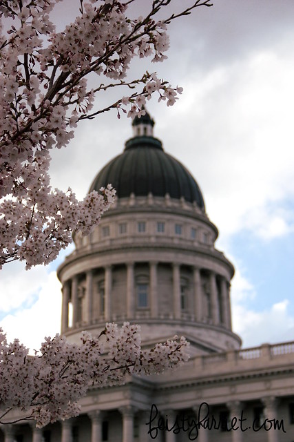 Capitol Cherry Blossoms 3_feistyharriet_April 2014