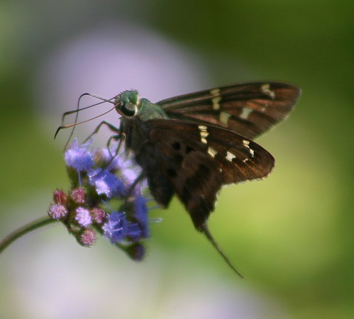 blue autumn fall lana nature butterfly catchycolors insect slidell louisiana long wildlife skipper tailed gramlich canoneosdigitalrebel longtailedskipper urbanusproteus greatphotographers sttammanyparish mistflower campsalmen fantasticnature dragondaggerphoto