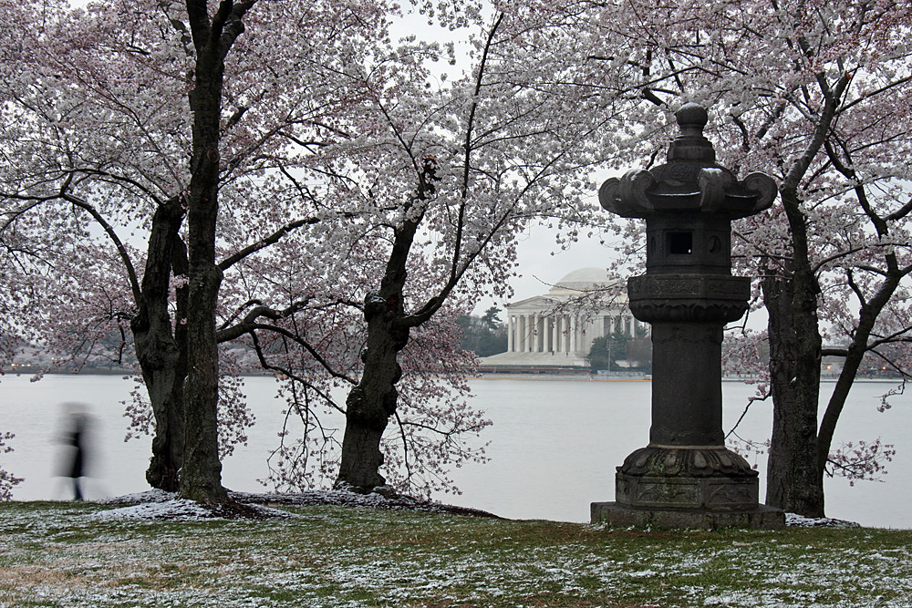 Snow and cherry blossoms