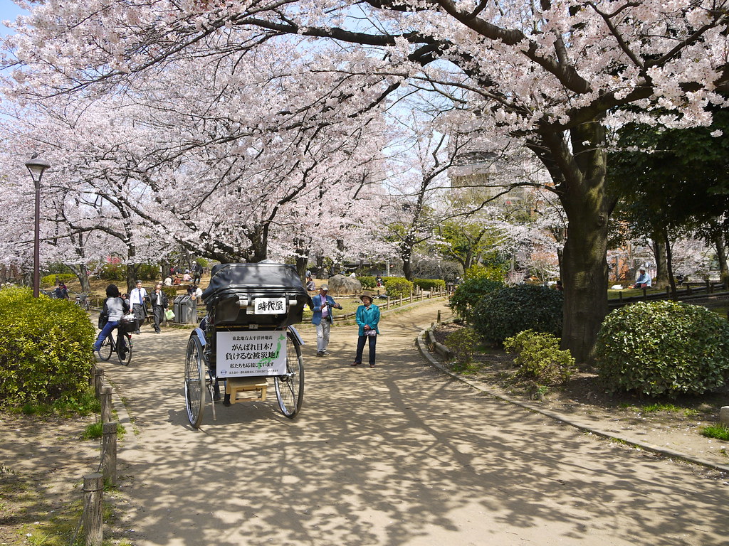 Sakura at Sumida Park