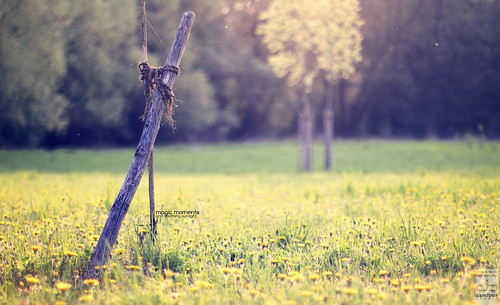 wood flowers sunset sun sunlight texture field grass canon germany bayern deutschland bavaria 50mm dof bokeh 14 structure fields dreamy depth creamy ingolstadt eos550d