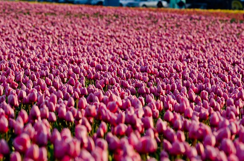 Field of Pink