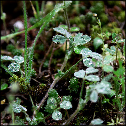 verde green piante rugiada pioggia prato fra germogli erbe trifoglio sottobosco naigo