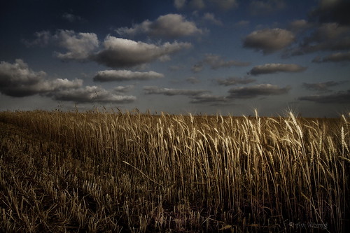 wheat hay hayfield wheatfield 241054l חיטה eos7d שדהחיטה avimorag אבימורג