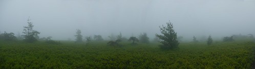 morning trees fog hiking foggy ridge wilderness samspoint shawangunk dwarfpines pitchpines mistsamspoint