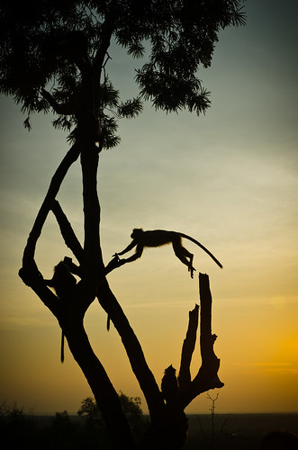 sunset tree silhouette jump wildlife malaysia kualaselangor decisivemoment bukitmalawati monkeybusinessmonkey