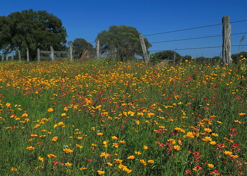 flowers rural canon fence eos spring texas country rustic barbedwire wildflowers roadside sheridan springtime fenceline 6d