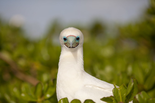 Journey to Midway Island