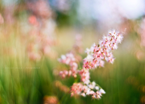 flowers plant green clouds spring dof bokeh bokehlicious