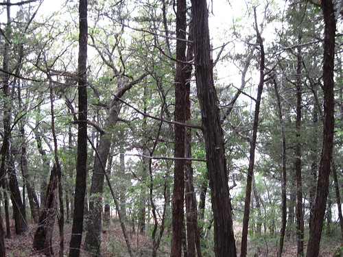 trees nature texas hiking trails texoma laketexoma texasstateline cedarmills cookecounty crosstimberstrail gordonville juniperpointpark juniperpointpublicusearea