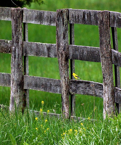bird fence easter virginia weekend goldfinch charlottesville americangoldfinch 2011