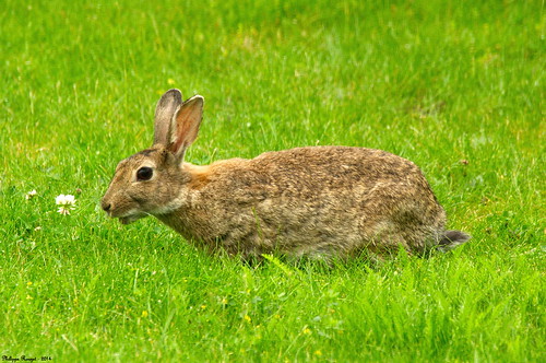 wild rabbit wildlife free libre lapin sauvage faune garenne