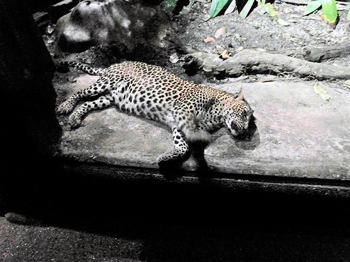 singapore night safari leopard