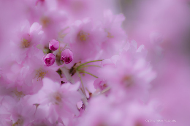 Cherry Blossom Breeze