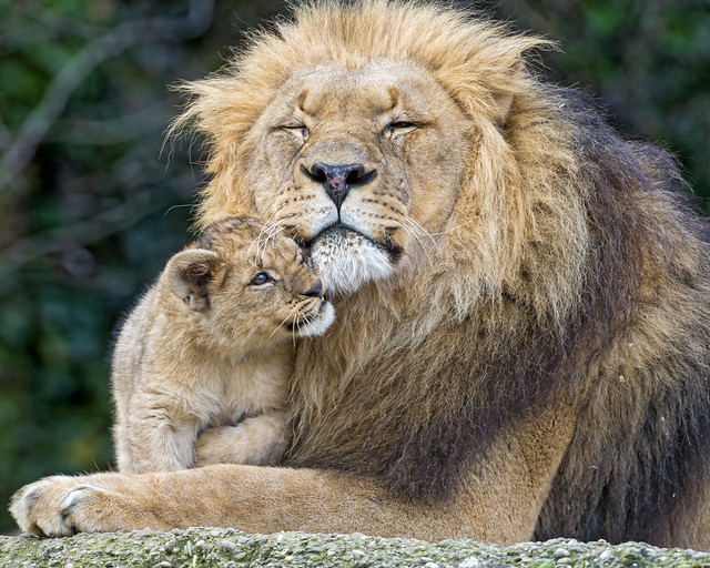 Cub loving his dad