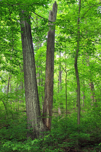 trees nature leaves forest spring lowlight hiking pennsylvania branches creativecommons vegetation trunks deciduous lancastercounty undergrowth understory lancastercountyconservancy temperatedeciduousforest textermountainnaturepreserve