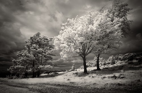 trees clouds silver ir software infrared pro nik lilla efex askerön
