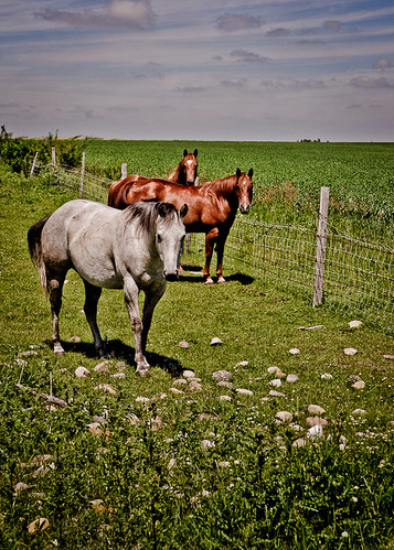 horses canada field animals sony alberta prairie lightroom tamron2875mm a850 ianmckenziephotography