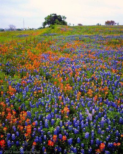 flower 120 mamiya film mediumformat geotagged texas bluebonnet 6x7 wildflower filmscan indianpaintbrush texaswildflowers mamiya7ii geo:lat=29991489 geo:lon=96494587