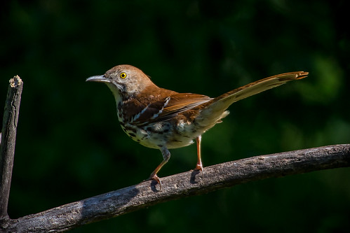 green brownthrasher canon6d