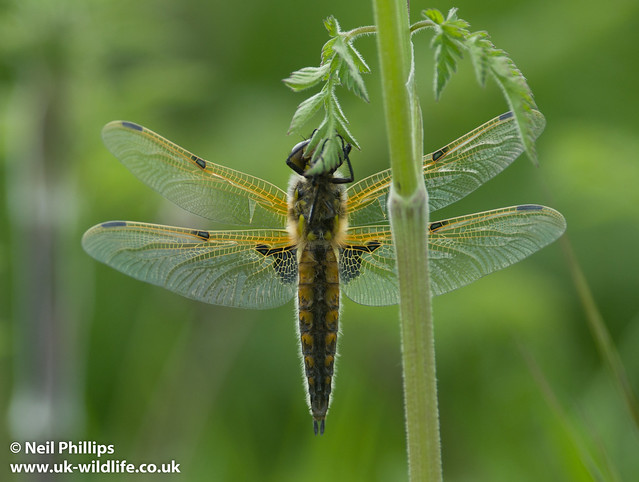 4 spotted chaser