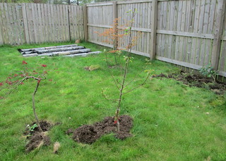 planting acers