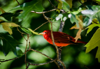 Summer Tanager-001