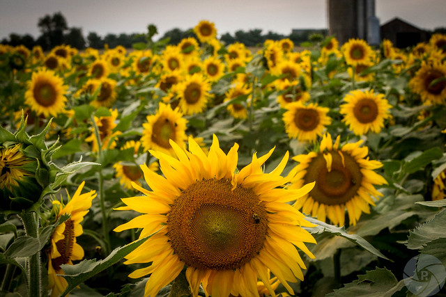 Sunflower- recrop