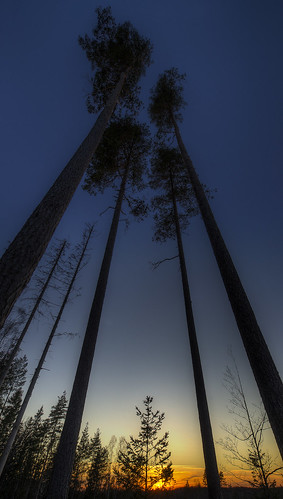 trees sunset sky nature forest europe sweden scandinavia geotag hdr 2012 bo47 lönsboda bonielsen nikond3s scaniacounty