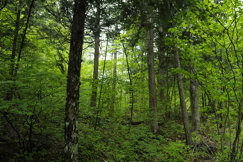 森へ行こう 森はストレスホルモンを減らしてくれる という研究結果が発表される のり面 土木工事の材料屋さんケイエフの情報発信blog