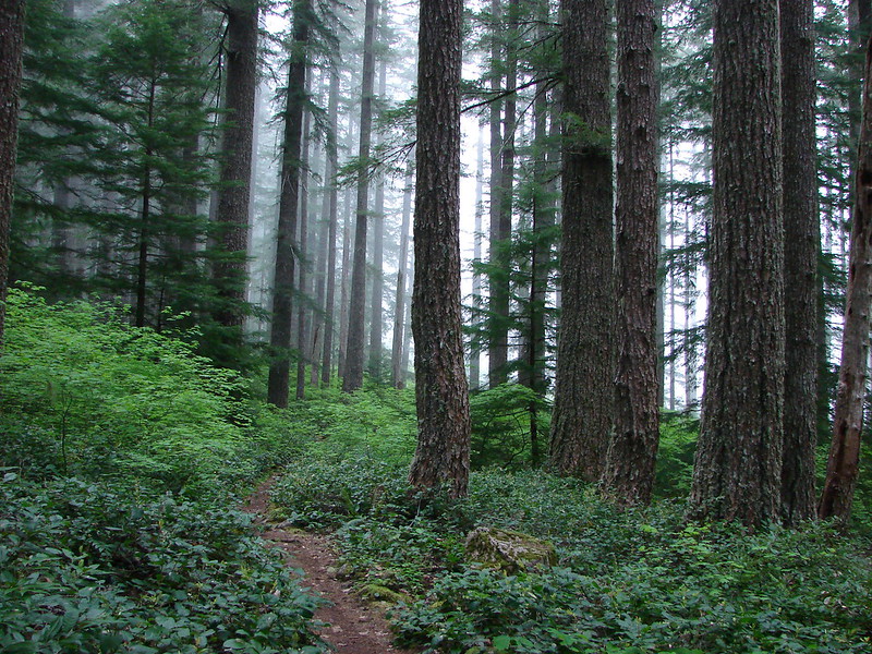 Forest on Mary's Peak East Ridge Trail