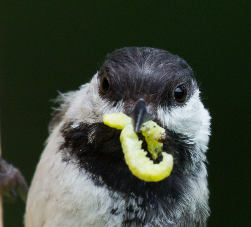 Black-capped Chickadee about to feed babies