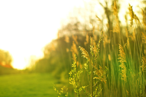 light sunset sun green nature field grass yellow outdoor waterfallglen priarie