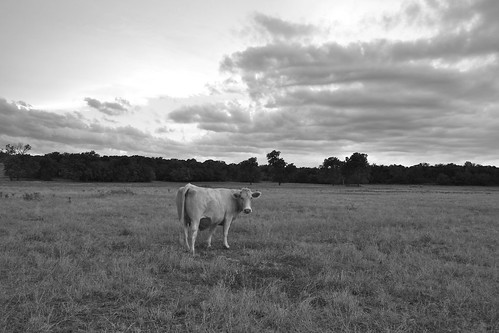 trees sky blackandwhite white storm black oklahoma field grass rain clouds contrast landscape cow blackwhite scenery cattle scenic pasture plains charolais cartercounty