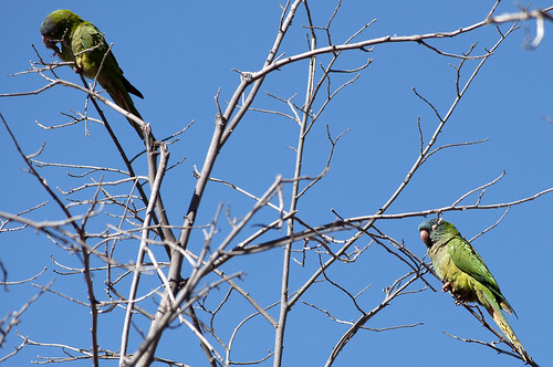 argentina fauna de san juan valle augustin pappagalli fertil