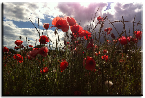red summer sky sun field grass clouds pretty poppy poppies lovely