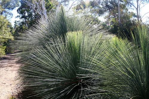 landscape australia canberra act australiannationalbotanicgardens