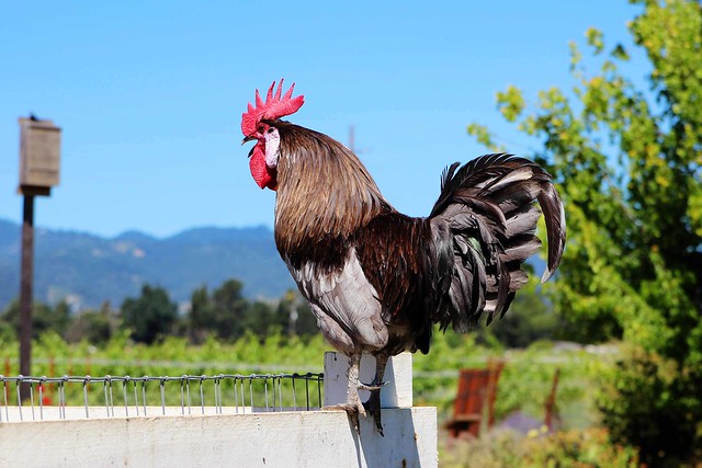 Rooster at Raymond Vineyard