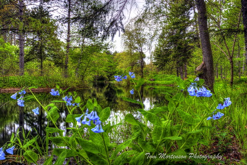 usa floral wisconsin digital america canon garden geotagged botanical spring pond northamerica wi canoneos hdr wausau 1740l photomatix tonemapping wausauwisconsin centralwisconsin canon6d marathoncountywisconsin robertmonkgardens