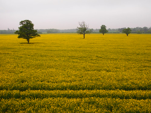 nature field yellow countryside kent spring rapeseed headcorn pregamewinner