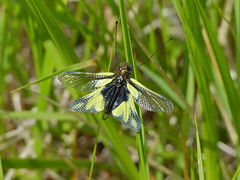 Owlfly (Libelloides coccajus) male - Photo of Marnhagues-et-Latour