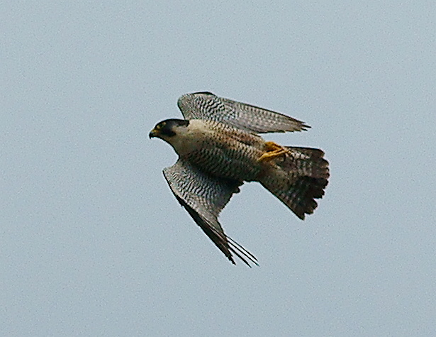 Peregrine at Chichester Cathedral (7)