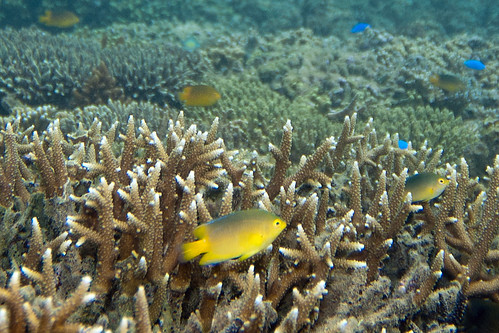 躲在珊瑚礁間的檸檬鯛。暴露於二氧化碳讓牠變得大膽，因而危及自己的性命。（圖：Paul and Jill）
