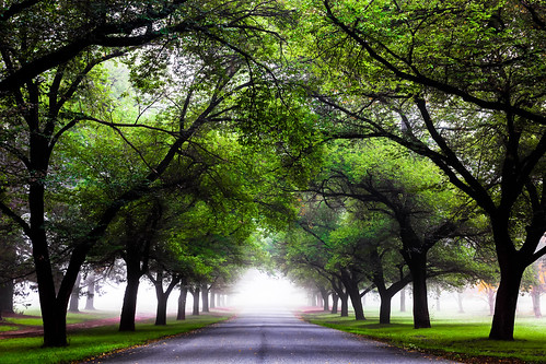 road morning green misty perspective canberra avenue dunrossildrive