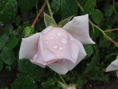 Raindrops on rose
