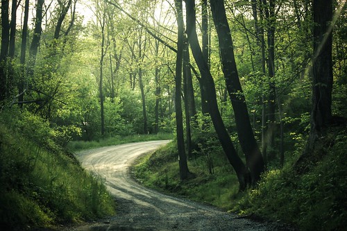 road trees rural forest woods pennsylvania country dirtroad gravel