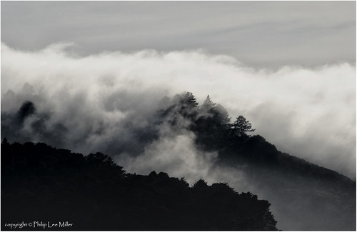 california trees blackandwhite bw clouds landscape marinelayer sanmateocounty coastalfog weatherpatterns d7000 sliverefex