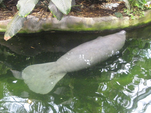 june denmark zoo manatees odense 6th 2012