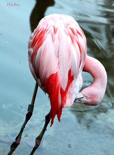 pink reflection bird water neck zoo texas legs flamingo preening feather houston np chileanflamingo houstonzoo legband wyojones